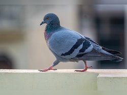 Gang Used LED-Lit Pigeons At Night To Spread Rumours Of Drone Sightings