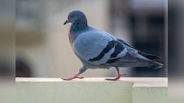 Gang Used LED-Lit Pigeons At Night To Spread Rumours Of Drone Sightings