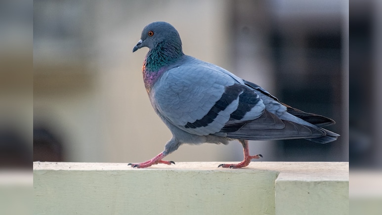 Gang Used LED-Lit Pigeons At Night To Spread Rumours Of Drone Sightings