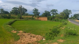 कोरिया में कमजोर मानसून, अब खेती पर पड़ा नुकसान... सिर्फ&nbsp;3% धान की हुई रोपाई
