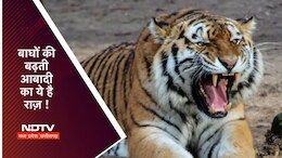 International Tiger Day: MP को 'टाइगर स्टेट' बनाने में इनकी रही भूमिका, इस रिजर्व को UNESCO की सूची में मिली जगह