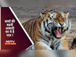 International Tiger Day: MP को 'टाइगर स्टेट' बनाने में इनकी रही भूमिका, इस रिजर्व को UNESCO की सूची में मिली जगह International Tiger Day: MP को 'टाइगर स्टेट' बनाने में इनकी रही भूमिका, इस रिजर्व को UNESCO की सूची में मिली जगह