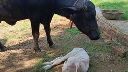 राजस्थान के करौली में भैंस ने अनोखे बच्चे को दिया जन्म, दूर-दूर से देखने पहुंच रहे हैं लोग