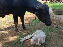 राजस्थान के करौली में भैंस ने अनोखे बच्चे को दिया जन्म, दूर-दूर से देखने पहुंच रहे हैं लोग