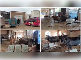 बस स्टैंड है या तबेला ? गंदगी और गोबर के बीच खड़ा हो रहे लोग.... जानिए मामला