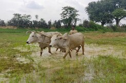 Exclusive: In Madhya Pradesh, Organic Farming Scheme Wilts In Soil Of Corruption Exclusive: In Madhya Pradesh, Organic Farming Scheme Wilts In Soil Of Corruption