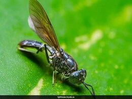 Scientists Create Superflies, Engineered To Devour Human Poop And Clean Up Our Streets Scientists Create Superflies, Engineered To Devour Human Poop And Clean Up Our Streets