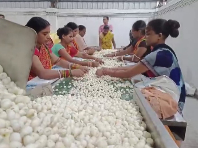 Union Budget 2024: Darbhanga Makhana Producers Seek Government Support