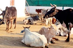 हनुमानगढ़: कैसे हुई 28 गोवंशों की दर्दनाक मौत? जाने पूरा मामला! हनुमानगढ़: कैसे हुई 28 गोवंशों की दर्दनाक मौत? जाने पूरा मामला!