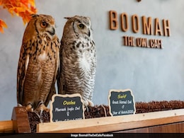 "Animal Cruelty": Abu Dhabi's First Owl Cafe Goes Viral, Internet Angry "Animal Cruelty": Abu Dhabi's First Owl Cafe Goes Viral, Internet Angry