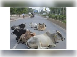 SDM का अजब-गजब फरमान ! अब यहां के पटवारी भगाएंगे आवारा जानवर