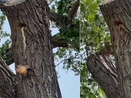 घोंसले में घुसा सांप, तो बच्चों को बचाने के लिए चिड़िया ने सांप को चोंच से पकड़कर खींचा बाहर, फिर जो हुआ, देख नहीं पाएंगे घोंसले में घुसा सांप, तो बच्चों को बचाने के लिए चिड़िया ने सांप को चोंच से पकड़कर खींचा बाहर, फिर जो हुआ, देख नहीं पाएंगे