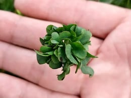 शख्स ने उगाई ऐसी अनोखी घास, गिनीज वर्ल्ड रिकॉर्ड में दर्ज हो गया नाम शख्स ने उगाई ऐसी अनोखी घास, गिनीज वर्ल्ड रिकॉर्ड में दर्ज हो गया नाम