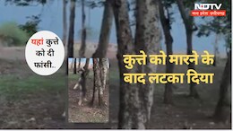Animal Cruelty Case: कुत्ते को फांसी.. सुनकर हैरान हो गए न ! जानिए- क्या है मामला ?