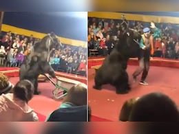 चलते सर्कस में ट्रेनर की इस हरकत से भड़का भालू, कमजोर दिल वाले ना देखें VIDEO चलते सर्कस में ट्रेनर की इस हरकत से भड़का भालू, कमजोर दिल वाले ना देखें VIDEO
