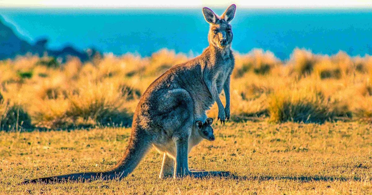 Kango Animals The Kangaroo: All About Australia's Iconic Animal