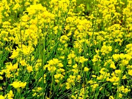 आनुवंशिक रूप से संवर्धित सरसों पर रोक संबंधी याचिका पर सुप्रीम कोर्ट का खंडित फैसला आनुवंशिक रूप से संवर्धित सरसों पर रोक संबंधी याचिका पर सुप्रीम कोर्ट का खंडित फैसला