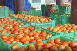 People In Jaipur Feel The Pinch As Prices Of Tomatoes Touch 100 Per/Kg People In Jaipur Feel The Pinch As Prices Of Tomatoes Touch 100 Per/Kg