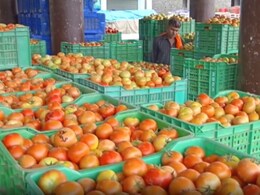 Tomato Prices : आंतरराष्ट्रीय बाजारपेठेत बदल, निर्यात बंदीमुळे टेन्शन वाढलं; टोमॅटो उत्पादक शेतकऱ्यांवर संक्रात Tomato Prices : आंतरराष्ट्रीय बाजारपेठेत बदल, निर्यात बंदीमुळे टेन्शन वाढलं; टोमॅटो उत्पादक शेतकऱ्यांवर संक्रात