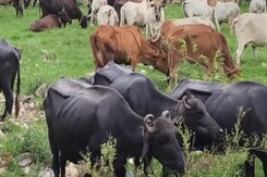Seasonal Diseases से Animals की रक्षा के लिए चिकित्सा विभाग कितना Alert? Seasonal Diseases से Animals की रक्षा के लिए चिकित्सा विभाग कितना Alert?