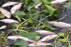 Delhi के Burari में Yamuna नदी में बड़ी संख्या में मरी हुई मछलियां दिखी, देखिये क्या है मामला? Delhi के Burari में Yamuna नदी में बड़ी संख्या में मरी हुई मछलियां दिखी, देखिये क्या है मामला?