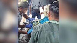 2 Tiger Cubs Rescued After Train Accident In Madhya Pradesh