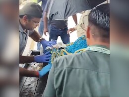 2 Tiger Cubs Rescued After Train Accident In Madhya Pradesh 2 Tiger Cubs Rescued After Train Accident In Madhya Pradesh