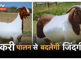 सरगुजा में अफ्रीकी बोअर नस्ल के सीमेन का आयात, बकरी पालन को मिलेगा बढ़ावा