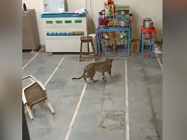 Watch: Baby Leopard Enters Gujarat University Lab, Rescued By Forest Officials