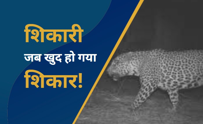 घात लगाकर तेंदुए ने शिकार पर मारी छलांग, लेकिन उल्टा पड़ गया दांव, बछड़ा और तेंदुआ दोनों की मौत!