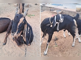 राजस्थान में मिली ये खास नस्ल की बकरी, पालने वाले होंगे मालामाल, जानें पूरी डिटेल