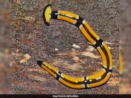 Texas Rains Bring Out Giant Poisonous Worms That Regenerate If Cut Into Half Texas Rains Bring Out Giant Poisonous Worms That Regenerate If Cut Into Half