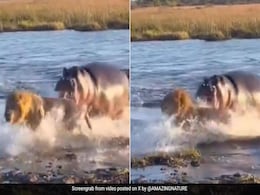 तालाब को पार कर रहे थे तीन शेर, अचानक पीछे पड़ गया दरियाई घोड़ा, एक शेर पर झपट पड़ा हिप्पो, जबड़े से लगा काटने और फिर तालाब को पार कर रहे थे तीन शेर, अचानक पीछे पड़ गया दरियाई घोड़ा, एक शेर पर झपट पड़ा हिप्पो, जबड़े से लगा काटने और फिर