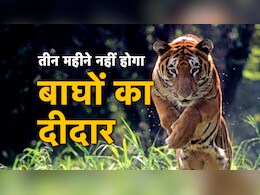 MP News: अब बाघों को देखने के लिए आपको करना होगा अक्टूबर का इंतजार, एक जुलाई से प्रदेश के 6 टाइगर पार्क बंद MP News: अब बाघों को देखने के लिए आपको करना होगा अक्टूबर का इंतजार, एक जुलाई से प्रदेश के 6 टाइगर पार्क बंद