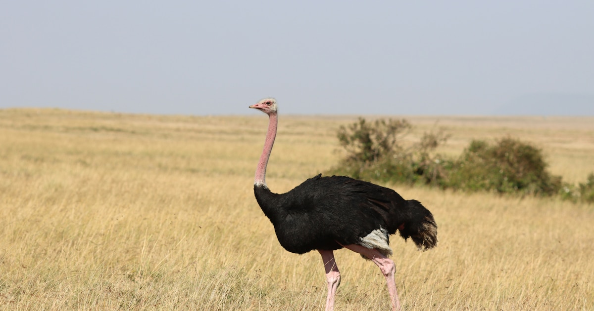 Do Ostriches Really Bury Their Heads In Sand?