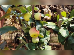 हिमाचल में सेब की फसल पर संकट के बादल, बारिश और आपदा से हो रहा भारी नुकसान