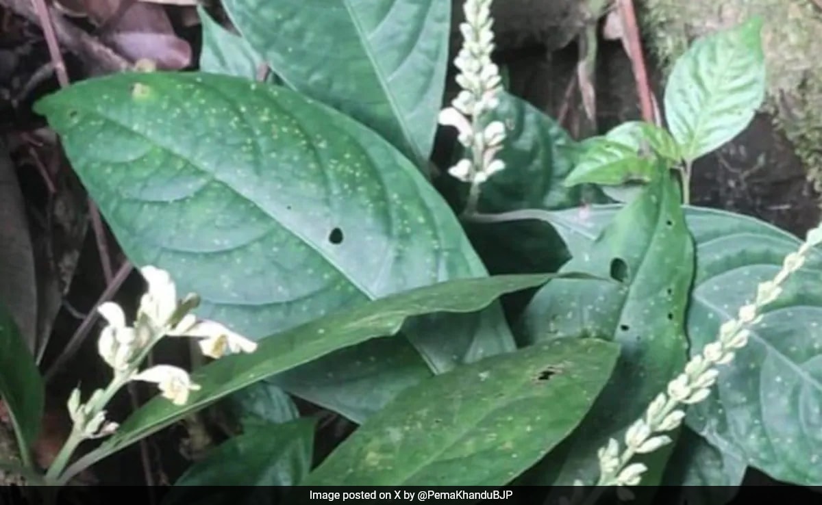 Scientists Discover New Plant Species In Arunachal Pradesh
