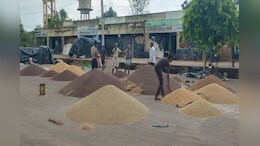 Rajasthan Mandi Bhav: राजस्थान में सरसों और गेहूं के बढ़े रेट, जानें मंडी का ताजा भाव