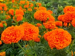 राजस्थान में अफ्रीकी गेंदा की खेती कर लाखों रुपये कमा रहा किसान, बेटी के आइडिया ने बदली जिंदगी