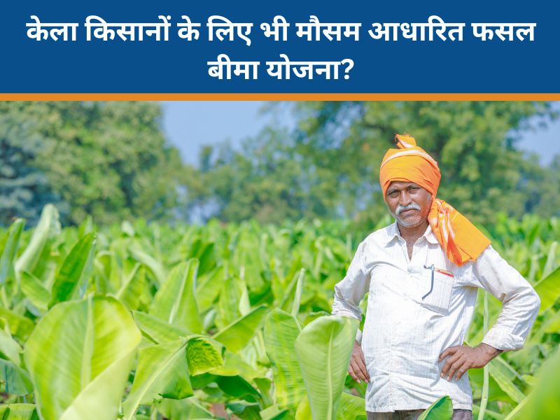MP में भी महाराष्ट्र की तर्ज पर मौसम आधारित फसल बीमा योजना? बुरहानपुर के केला किसानों की कृषि मंत्री से मांग