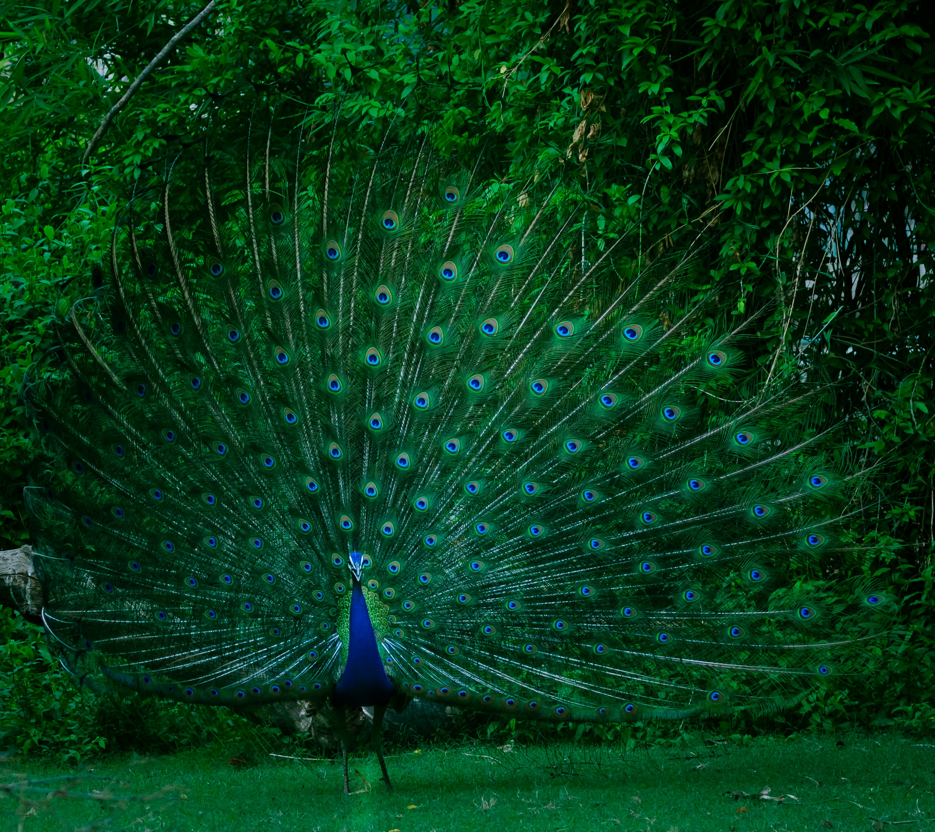 7 Peacocks Found Dead In UP, Poisoning Suspected: Officials