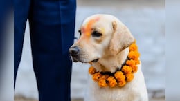 जणू पांडुरंगानेच दाखवला मार्ग! वारीत हरवला, 250 किमी पार करीत 'महाराज' सुखरुप घरी&nbsp;