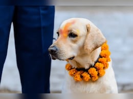 जणू पांडुरंगानेच दाखवला मार्ग! वारीत हरवला, 250 किमी पार करीत 'महाराज' सुखरुप घरी  जणू पांडुरंगानेच दाखवला मार्ग! वारीत हरवला, 250 किमी पार करीत 'महाराज' सुखरुप घरी
