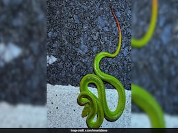 "Real-life Harry Potter Snake" Found In Assam, Himanta Sarma Shares Pics "Real-life Harry Potter Snake" Found In Assam, Himanta Sarma Shares Pics