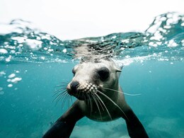 A Technique That's Helping Experts Find Out Changes In Oceans. It's Not Robots Or AI