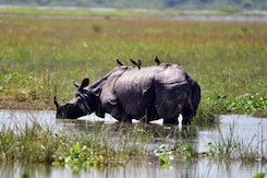 6 Rhinos Among 137 Animals Dead In Kaziranga National Park Amid Assam Floods 6 Rhinos Among 137 Animals Dead In Kaziranga National Park Amid Assam Floods