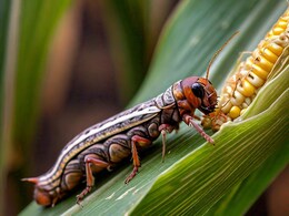 मक्का की फसल को चट कर रहा फॉल आर्मीवर्म कीड़ा, जानिये फसल को इससे कैसे बचाया जा सकता है ?