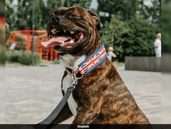 Banned XL Bully Kept As Pet By UK Family Kills 10-Year-Old Daughter
