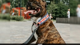Banned XL Bully Kept As Pet By UK Family Kills 10-Year-Old Daughter