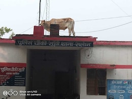Panic At UP Police Station After Bull Climbs Onto Its Roof Panic At UP Police Station After Bull Climbs Onto Its Roof